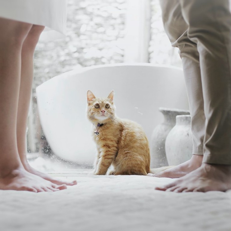 What to do with the family pet when getting a divorce