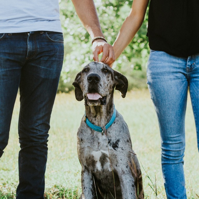 How to ensure your dog is looked after if your relationship breaks down