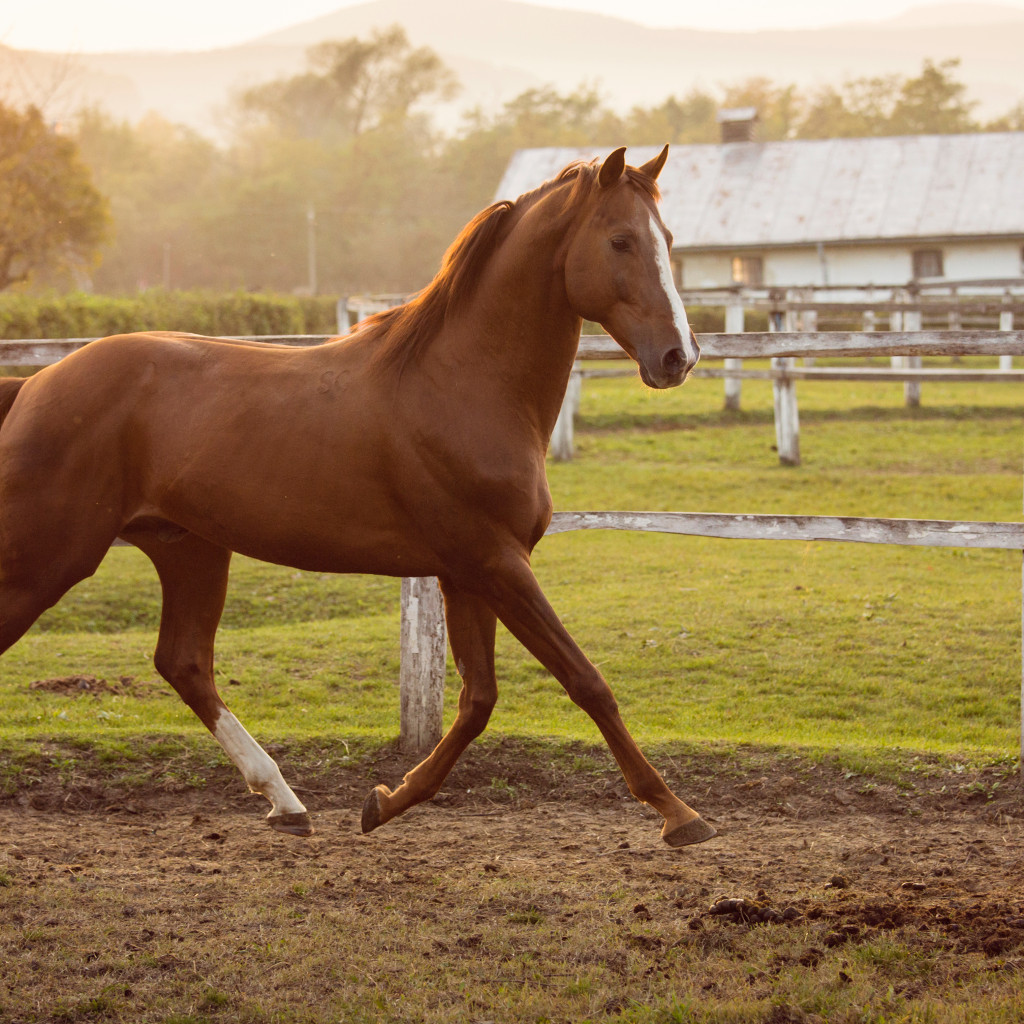 Who is selling this horse anyway?
