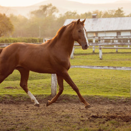 Who is selling this horse anyway?