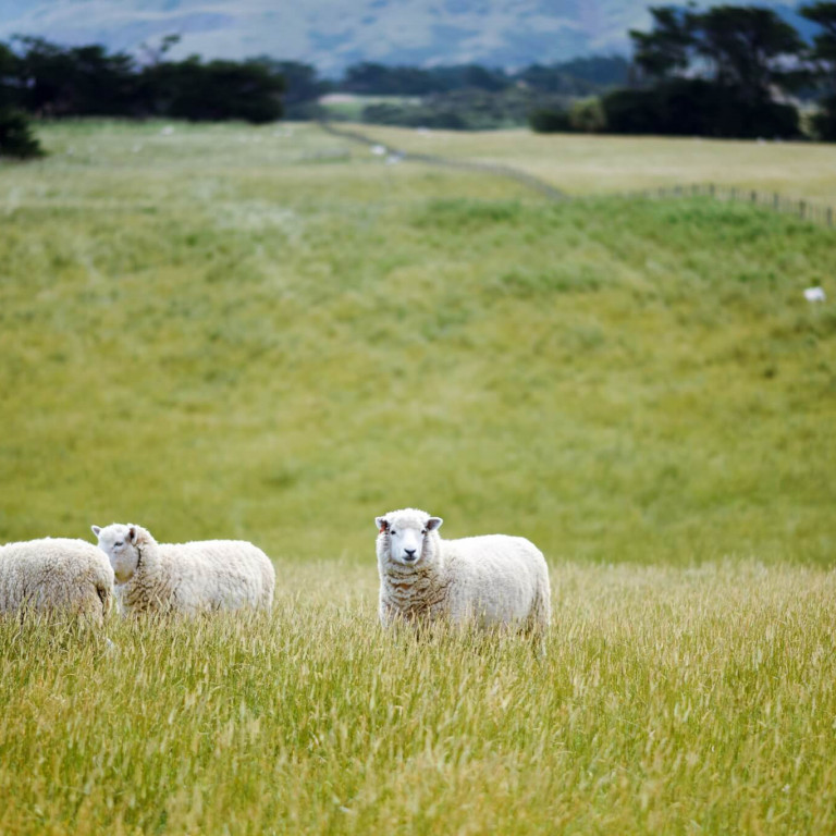 Falcadon Farm