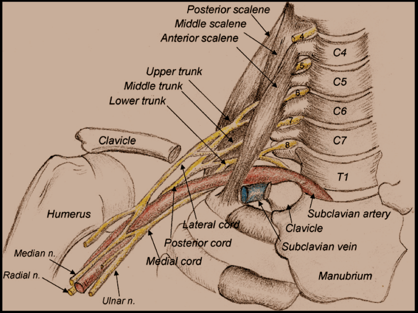 EPG spinal diagram