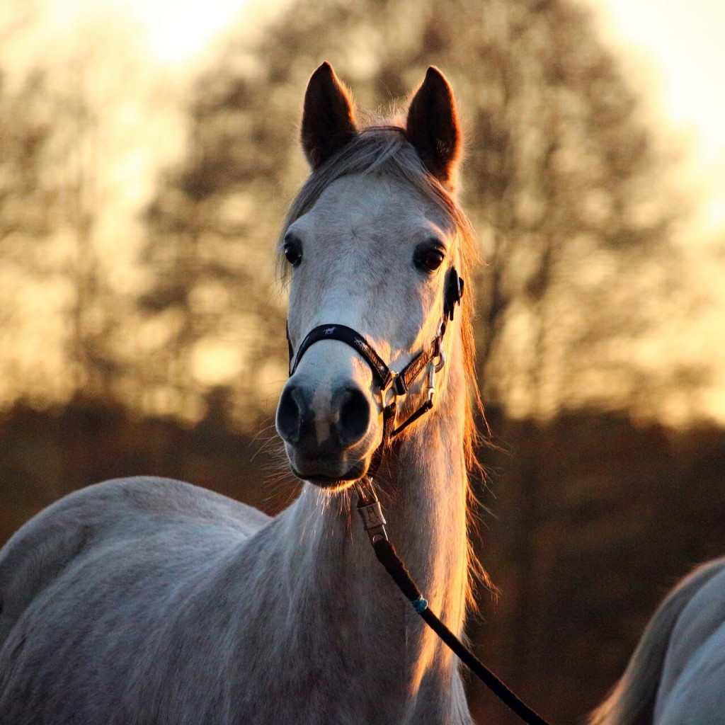 What to do if a dog attacks your horse